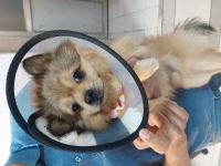 کلینیک دامپزشکی نگاه در مشهد