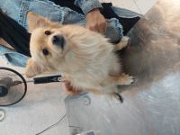 کلینیک دامپزشکی نگاه در مشهد