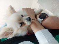 کلینیک دامپزشکی نگاه در مشهد