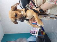 کلینیک دامپزشکی نگاه در مشهد