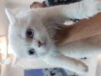 کلینیک دامپزشکی نگاه در مشهد