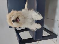 کلینیک دامپزشکی نگاه در مشهد