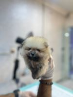 کلینیک دامپزشکی نگاه در مشهد