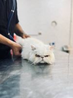 کلینیک دامپزشکی نگاه در مشهد