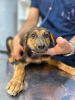 کلینیک دامپزشکی نگاه در مشهد