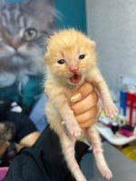 کلینیک دامپزشکی نگاه در مشهد