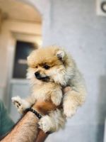 کلینیک دامپزشکی نگاه در مشهد