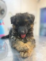 کلینیک دامپزشکی نگاه در مشهد