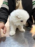 کلینیک دامپزشکی نگاه در مشهد