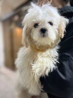 کلینیک دامپزشکی نگاه در مشهد