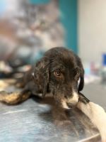 کلینیک دامپزشکی نگاه در مشهد