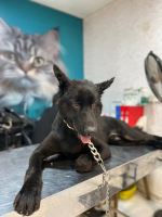 کلینیک دامپزشکی نگاه در مشهد