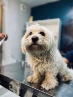 کلینیک دامپزشکی نگاه در مشهد