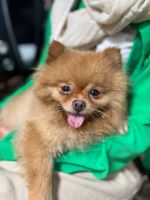 کلینیک دامپزشکی نگاه در مشهد