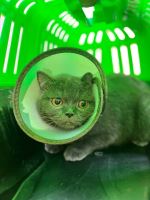 کلینیک دامپزشکی نگاه در مشهد