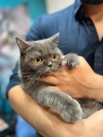 کلینیک دامپزشکی نگاه در مشهد