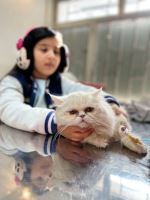 کلینیک دامپزشکی نگاه در مشهد