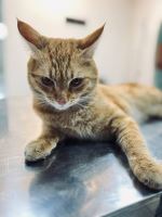 کلینیک دامپزشکی نگاه در مشهد