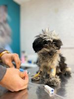 کلینیک دامپزشکی نگاه در مشهد