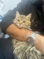 کلینیک دامپزشکی نگاه در مشهد