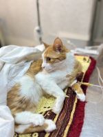 کلینیک دامپزشکی نگاه در مشهد