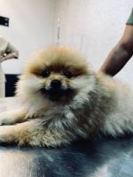 کلینیک دامپزشکی نگاه در مشهد