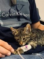 کلینیک دامپزشکی نگاه در مشهد