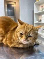 کلینیک دامپزشکی نگاه در مشهد