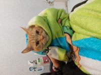 کلینیک دامپزشکی نگاه در مشهد