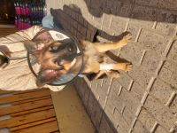 کلینیک دامپزشکی نگاه در مشهد