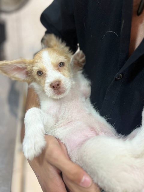 کلینیک دامپزشکی نگاه در مشهد