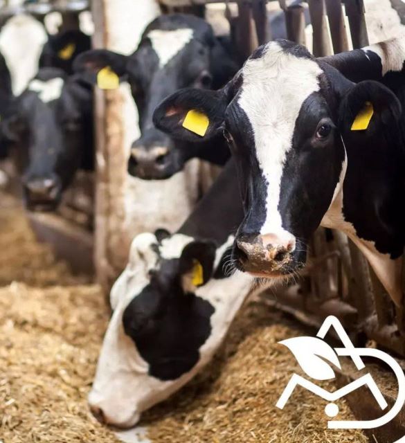 خرید کنسانتره استارتر گوساله 