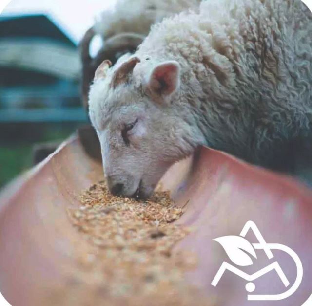 خرید کنسانتره استارتر گوساله 