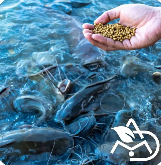 خرید کنسانتره استارتر گوساله 