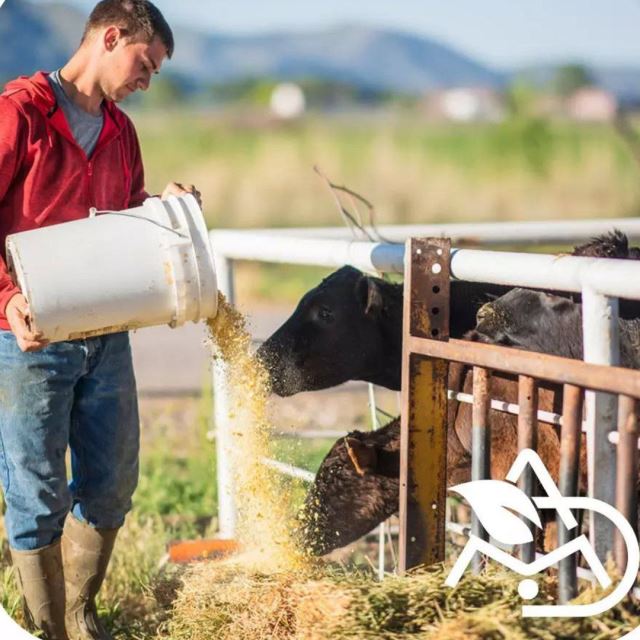 خرید و فروش مکمل پروتئینی گاو شیری 