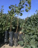 مهندس اصغر مرادی