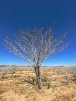 مهندس اصغر مرادی