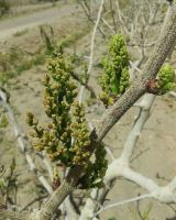 مهندس اصغر مرادی