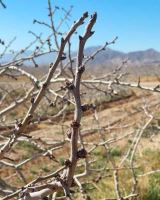 مهندس اصغر مرادی