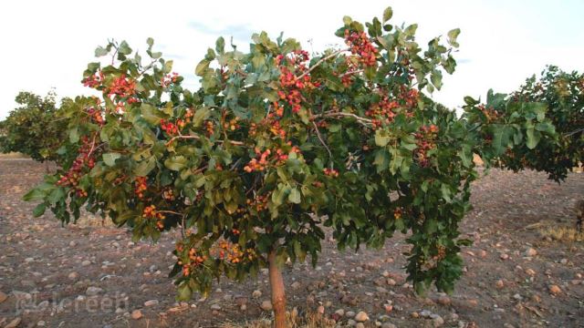 مهندس اصغر مرادی