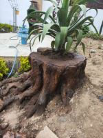 نقاشى ساختمان در قائم شهر