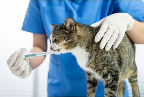 دامپزشكى شبانه روزى سيار اصفهان