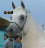 باشگاه اسب سفید در یزد