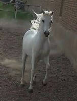 باشگاه اسب سفید در یزد