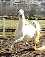 باشگاه اسب سفید در یزد