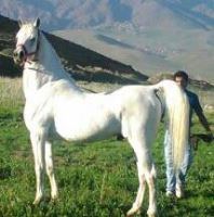 باشگاه اسب سفید در یزد