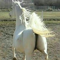 باشگاه اسب سفید در یزد