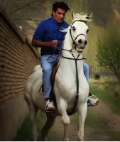 باشگاه اسب سفید در یزد