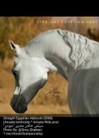 باشگاه اسب سفید در یزد