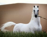 باشگاه اسب سفید در یزد